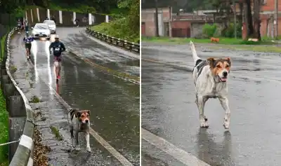El perro que sorprendió a todos en la Trepada al Indio y ahora buscan desesperadamente