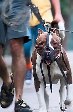 Qué reglas rigen para pasear perros de razas peligrosas en este pueblo de Punilla