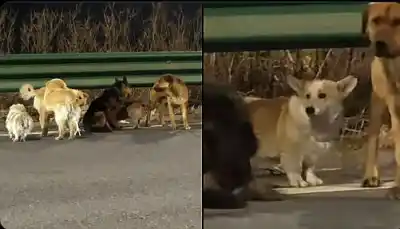 La increíble travesía de siete perros que escaparon de un camión y recorrieron 17 kilómetros juntos
