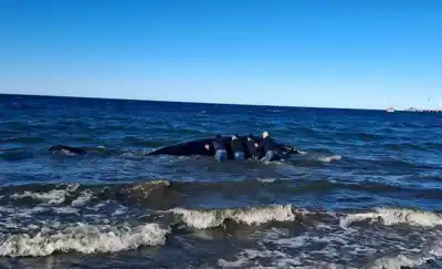 El confuso rescate de una ballena en Puerto Madryn que terminó con un alerta