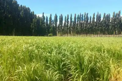 Neuquén busca duplicar sus tierras de riego: el plan detrás de dos megaproyectos