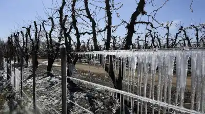 El dato que ilusiona al agro sanjuanino en medio de las heladas tardías