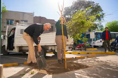 Quieren sumar 100 árboles a las veredas de General Pico: los requisitos para obtener uno