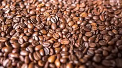 El plan de Cabrales para producir café argentino: la primera cosecha tucumana llegaría este año