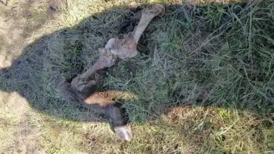 Faena clandestina en Bovril: encontraron un animal muerto cada cuatro días