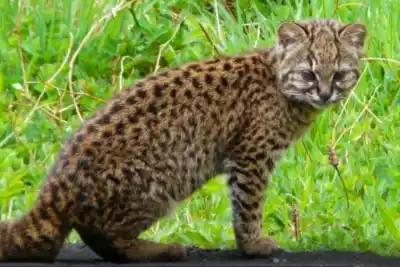 El felino más pequeño de los bosques neuquinos que casi nadie logra ver