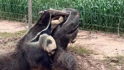 Dos osos hormigueros gigantes aparecieron juntos en un campo de Santiago y sorprendieron a todos