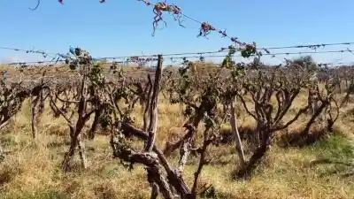 Helada devastadora en Fiambalá: advierten que los daños en los viñedos serían totales