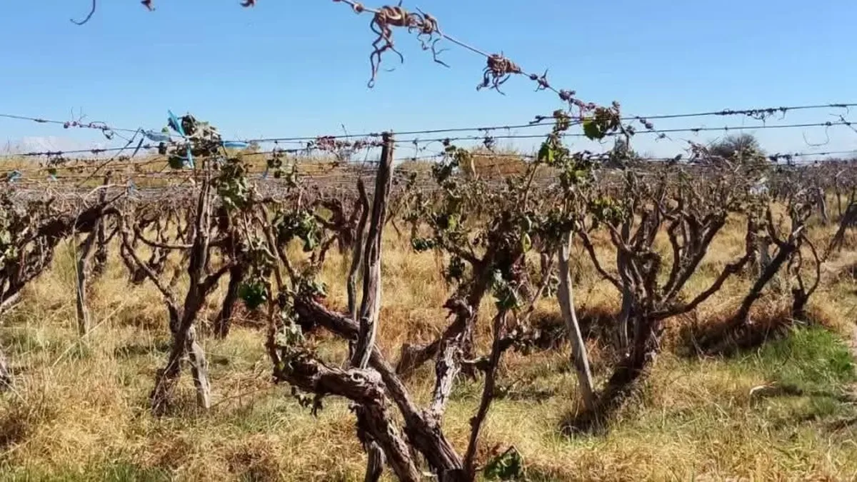 Helada devastadora en Fiambalá: advierten que los daños en los viñedos serían totales
