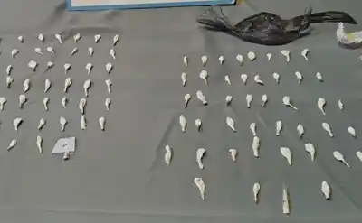 Encontraron más de un kilo de marihuana y 55 dosis de cocaína en dos allanamientos en Perico