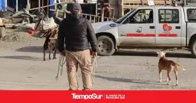 Río Gallegos en Orden: más de 100 infracciones en los primeros operativos