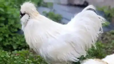 Parecen de peluche y se crían en Jujuy: la historia detrás de las gallinas silkies