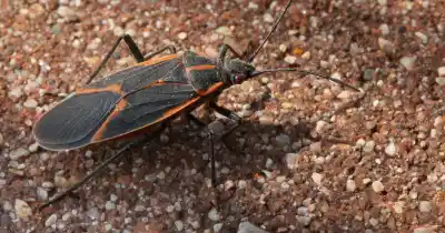 Alerta en Godoy Cruz: el insecto que se parece a la vinchuca y ya llegó a las casas