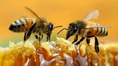 El insecto que vive escondido en las paredes de tu casa y no te das cuenta