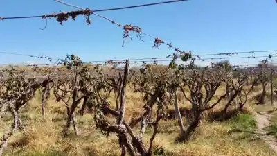 Helada sorpresiva en Fiambalá: los brotes de los viñedos, en la mira
