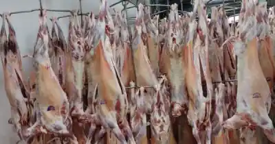 Robaron una despensa en Malargüe y se llevaron algo que nadie esperaba