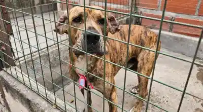 Los perros que se suman a las peregrinaciones del Milagro: la estrategia para que no se pierdan