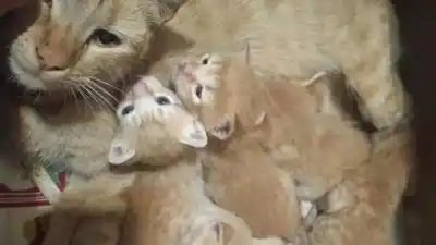 Buscan familias para cinco gatitos de un mes que necesitan un hogar urgente en Huaico