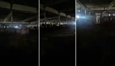Gritos en la oscuridad: el video nocturno del Mercofrut que desconcertó a los trabajadores