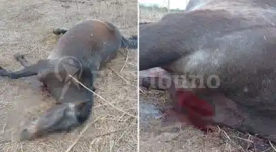 Un caballo apareció muerto de un balazo adentro de una finca y el dueño apunta a un peligro que no cesa
