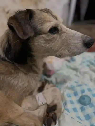 El perro que pasó días sumergido en petróleo ya tiene fecha de alta: qué pasará con él