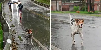 El perro que corrió la Trepada al Indio apareció sano y salvo: quién lo encontró y cómo fue el reencuentro