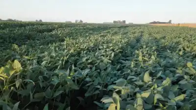 Córdoba se encamina a una cosecha récord: cuántas toneladas proyecta y qué reclama el campo