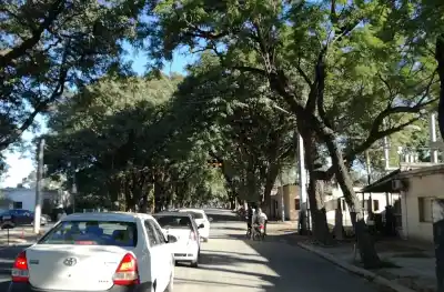 Quieren blindar por ley las tipas centenarias de la avenida Presidente Castillo
