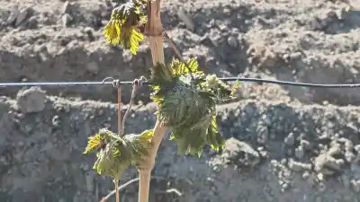 El frío extremo que azotó San Juan y dejó en vilo a los productores: qué pasó con los brotes de vid
