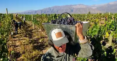 El frío golpeó los viñedos de San Juan: estiman pérdidas de hasta el 50% y un efecto directo en el bolsillo