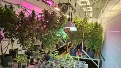 Encontraron un invernadero de marihuana en una casa de Bella Vista y lo que hallaron adentro sorprendió a la Policía