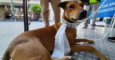 Salta refuerza el operativo para que los perros no se pierdan durante el Milagro