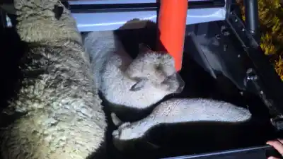 Patrullaje por cereal derramado destapó un intento de robo de ovejas en Fighiera