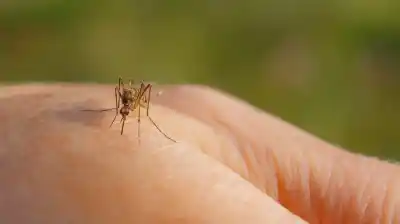 Mosquitos: el secreto que tu piel revela y que te convierte en su blanco favorito