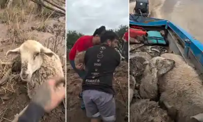 Operativo de emergencia en el río Marapa: el dramático rescate que salvó a decenas de animales atrapados