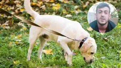 El secreto que los dueños de perros no conocen: por qué un simple paseo los agota más que una carrera