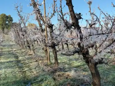 El frío aprieta en las chacras: activaron la defensa contra las heladas y la temperatura tocó un piso de -3,5°