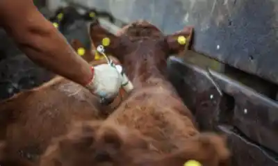 Alerta en el campo: una resolución oficial pone en la mira el sistema sanitario que protege al rodeo argentino