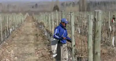 Productores del Este denuncian que el Gobierno los dejó solos frente a las heladas