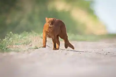 El momento que todo fotógrafo de naturaleza espera: capturó a un felino escurridizo en Tucumán