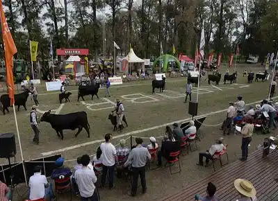 ExpoBRA 2026: la muestra que reúne a la ganadería del norte argentino en La Banda