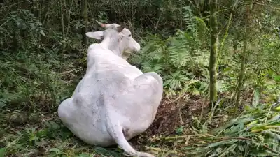 Confirmaron un caso de rabia bovina en Los Varela: convocan a una reunión clave