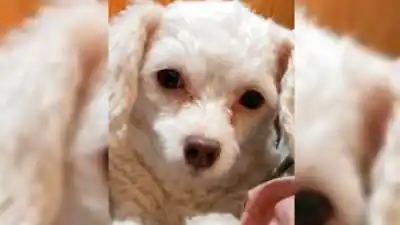 Una caniche mini toy se escapó en el barrio Borges y su familia la busca sin parar