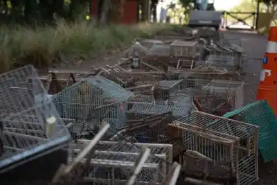 Quieren prohibir en Córdoba los tramperos para aves: la iniciativa ya tiene estado parlamentario