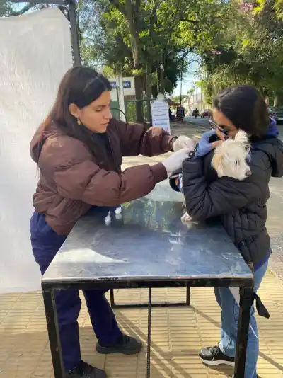 La advertencia de los veterinarios sobre la rabia que pocos conocen