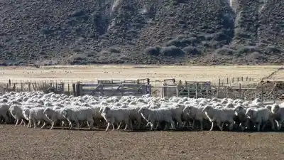 La nueva Ley de Carnes en Río Negro: qué pasa con la faena casera y el jabalí