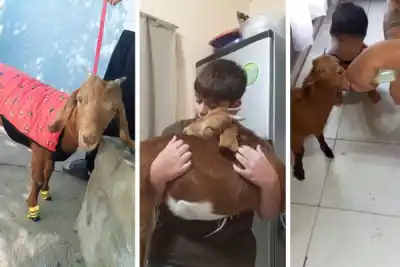 Robaron la cabrita que criaban unos chicos en Añatuya: sospechan que la mataron y vendieron