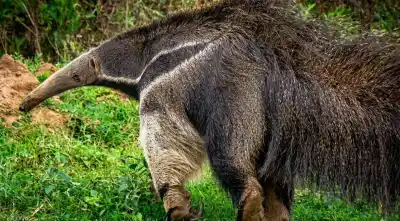 El insólito castigo para dos cazadores tras el ataque de sus perros a un oso hormiguero