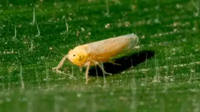 Alerta en el campo: el dato clave que cambia todo para la cosecha de maíz