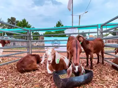 Vuelve la gran fiesta del campo a Profundidad: dos días a puro sabor y tradición